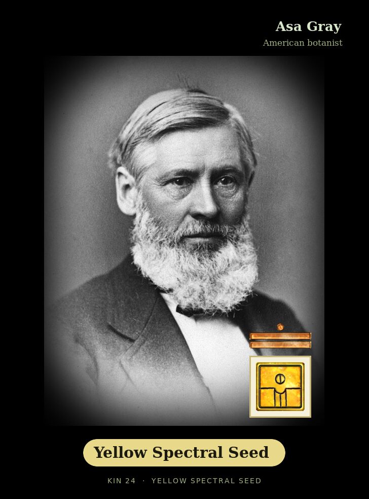 Asa Gray · Yellow Spectral Seed